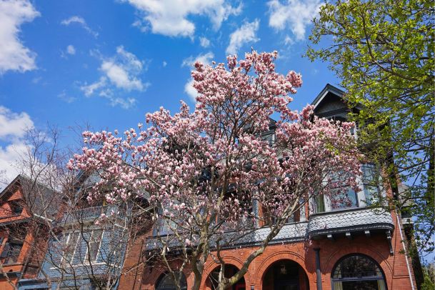 house with pink magnolias in bloom