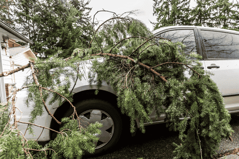 fallen tree on a silver car